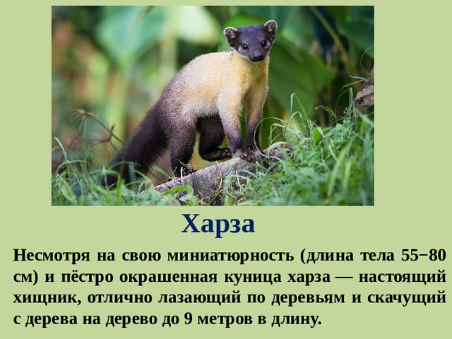 Харза Несмотря на свою миниатюрность (длина тела 55−80 см) и пёстро окрашенная куница харза — настоящий хищник, отлично лазающий по деревьям и скачущий с дерева на дерево до 9 метров в длину.