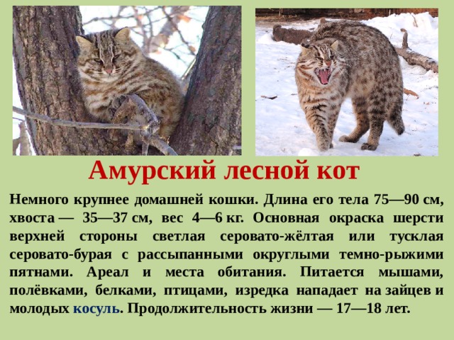 Амурский лесной кот Немного крупнее домашней кошки. Длина его тела 75—90 см, хвоста — 35—37 см, вес 4—6 кг. Основная окраска шерсти верхней стороны светлая серовато-жёлтая или тусклая серовато-бурая с рассыпанными округлыми темно-рыжими пятнами. Ареал и места обитания. Питается мышами, полёвками, белками, птицами, изредка нападает на зайцев и молодых  косуль . Продолжительность жизни — 17—18 лет.