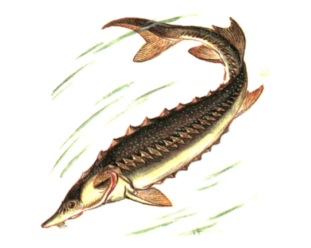 Осетровая рыба 6 букв. Атлантический осётр Осетрообразные. Астраханский осетр. Семейство осетровые - Acipenseridae. Балтийский осетр.
