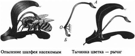 Рычаги в природе картинки