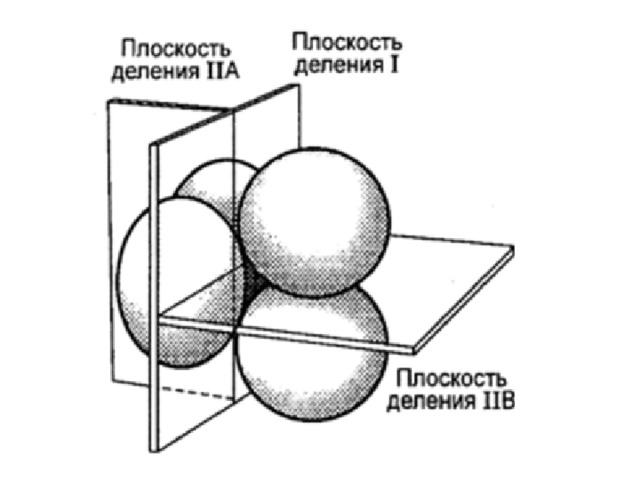 Чем отличается дробление от деления. Плоскости дробления. Процесс лежащий в основе дробления. Объемная теория дробления. Дробление композиция.