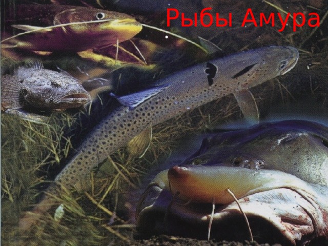 Рыбы Амура 