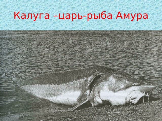 Калуга –царь-рыба Амура 