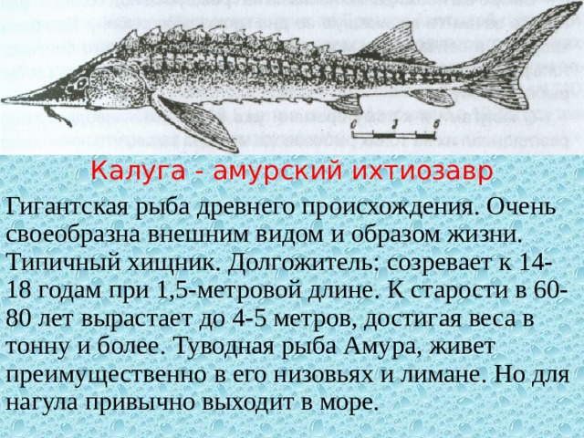 Калуга - амурский ихтиозавр Гигантская рыба древнего происхождения. Очень своеобразна внешним видом и образом жизни. Типичный хищник. Долгожитель: созревает к 14-18 годам при 1,5-метровой длине. К старости в 60-80 лет вырастает до 4-5 метров, достигая веса в тонну и более. Туводная рыба Амура, живет преимущественно в его низовьях и лимане. Но для нагула привычно выходит в море. 