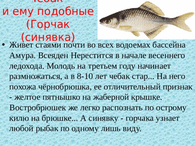 Рыба синявка амурская фото