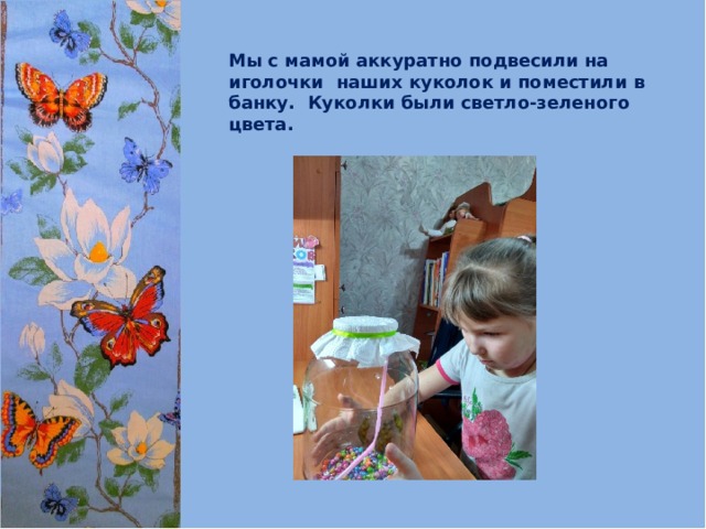 Мы с мамой аккуратно подвесили на иголочки наших куколок и поместили в банку. Куколки были светло-зеленого цвета.  