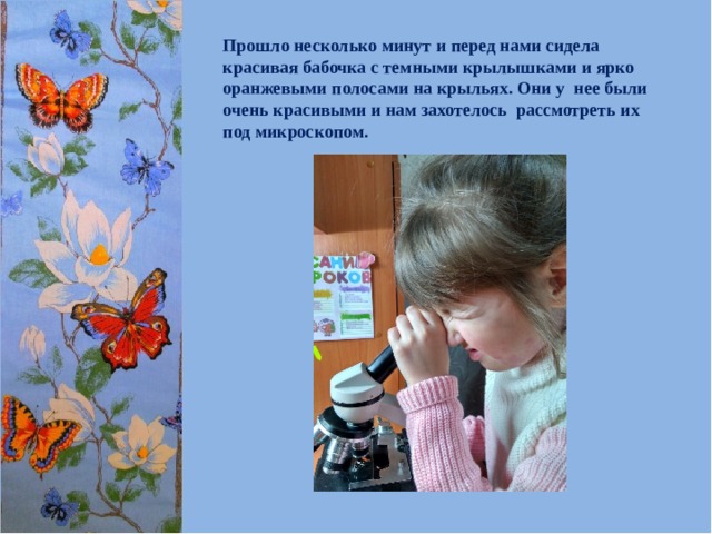Прошло несколько минут и перед нами сидела красивая бабочка с темными крылышками и ярко оранжевыми полосами на крыльях. Они у нее были очень красивыми и нам захотелось рассмотреть их под микроскопом.  
