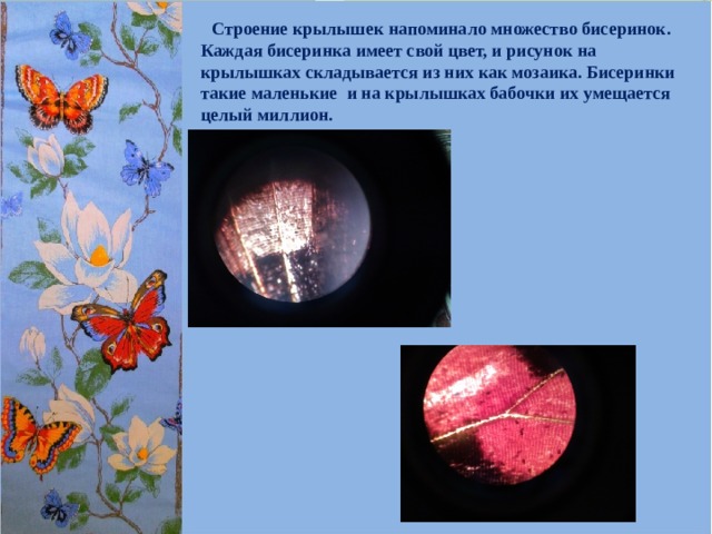  Строение крылышек напоминало множество бисеринок. Каждая бисеринка имеет свой цвет, и рисунок на крылышках складывается из них как мозаика. Бисеринки такие маленькие и на крылышках бабочки их умещается целый миллион.   
