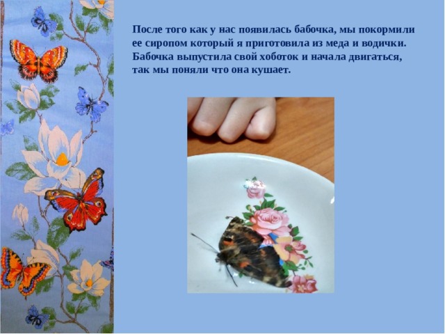 После того как у нас появилась бабочка, мы покормили ее сиропом который я приготовила из меда и водички. Бабочка выпустила свой хоботок и начала двигаться, так мы поняли что она кушает. 