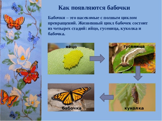 Как гусеница превращается в бабочку презентация