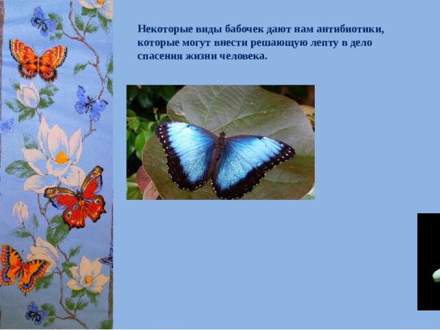 Некоторые виды бабочек дают нам антибиотики, которые могут внести решающую лепту в дело спасения жизни человека. 