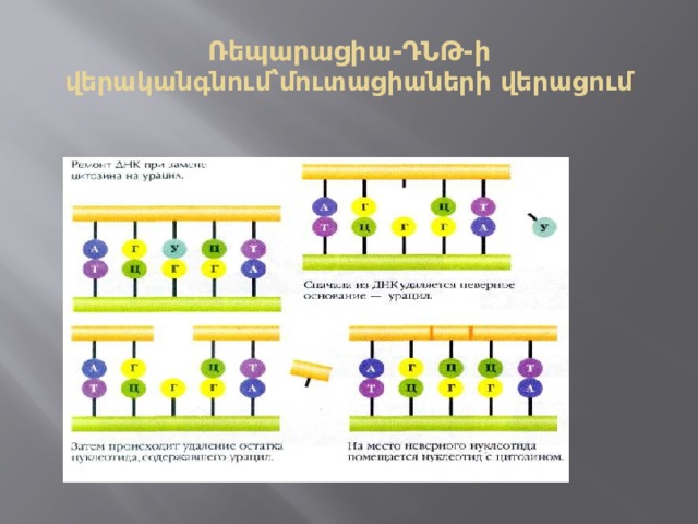 Ռեպարացիա-ԴՆԹ-ի վերականգնում՝մուտացիաների վերացում 