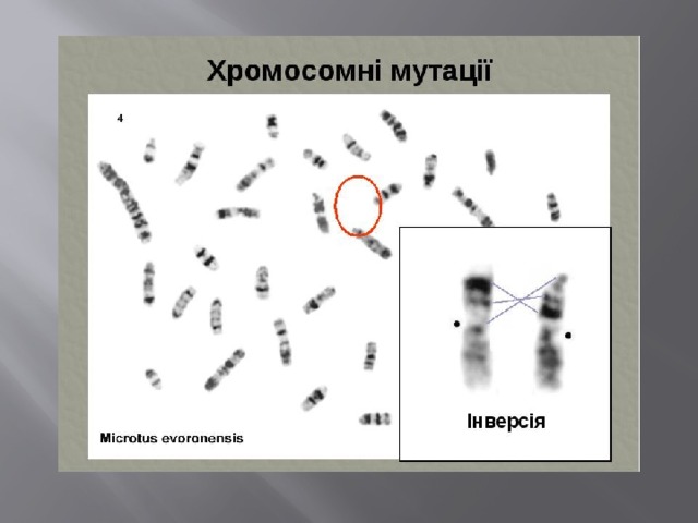 На какой из картинок изображена хромосомная мутация транслокация