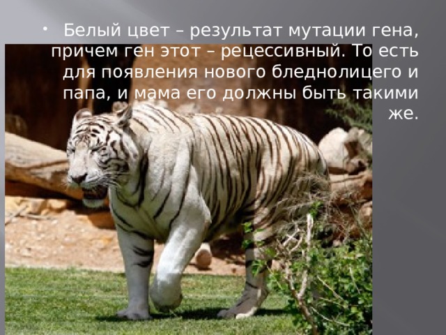 Белый цвет – результат мутации гена, причем ген этот – рецессивный. То есть для появления нового бледнолицего и папа, и мама его должны быть такими же. 
