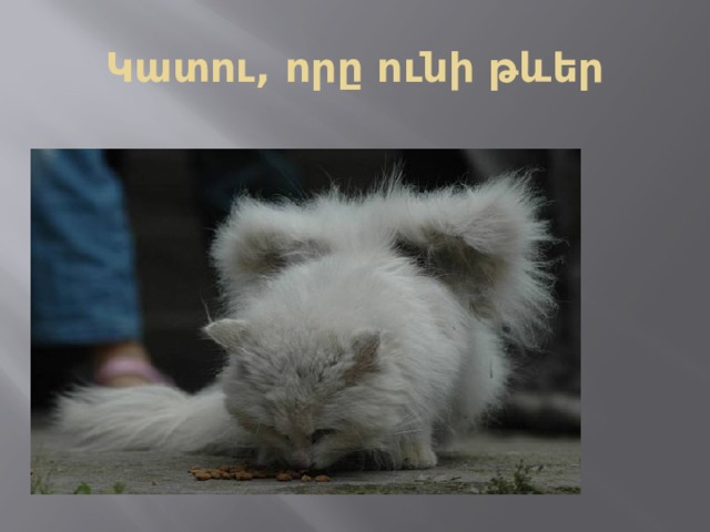 Կատու, որը ունի թևեր 