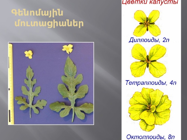 Գենոմային  մուտացիաներ 