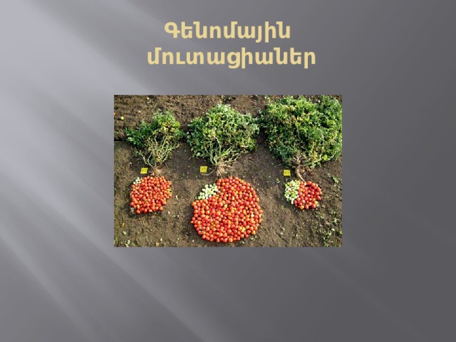 Գենոմային  մուտացիաներ 
