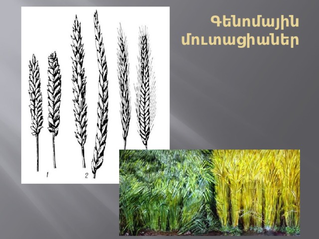 Գենոմային  մուտացիաներ 