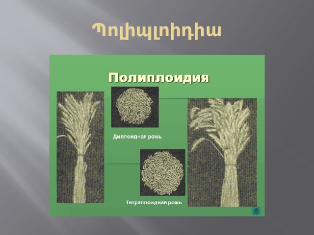 Պոլիպլոիդիա 