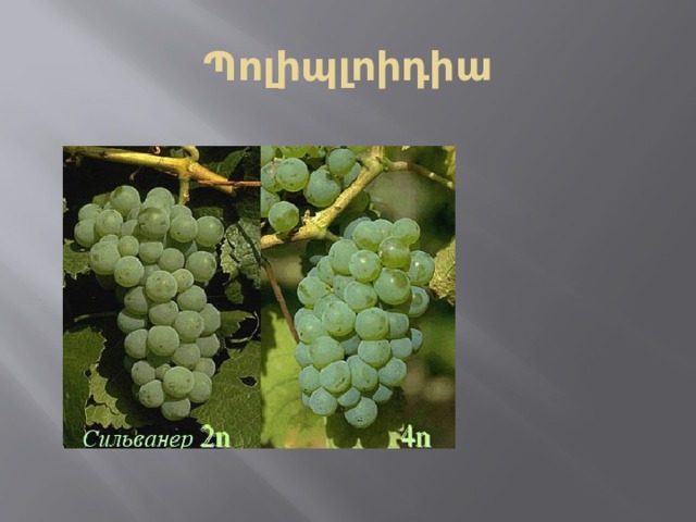Պոլիպլոիդիա 