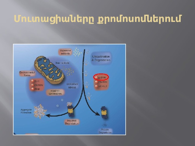 Մուտացիաները քրոմոսոմներում 