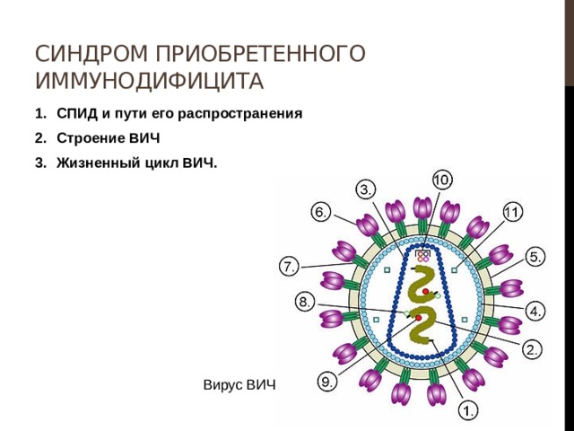 Схема строения вируса иммунодефицита человека и схему патогенеза заболевания