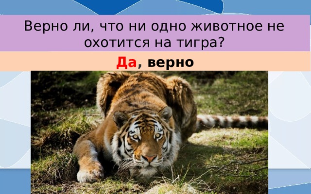 Верно ли, что ни одно животное не охотится на тигра? Да , верно 