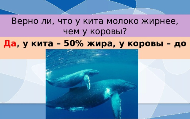 Верно ли, что у кита молоко жирнее, чем у коровы? Да , у кита – 50% жира, у коровы – до 5-6 % 
