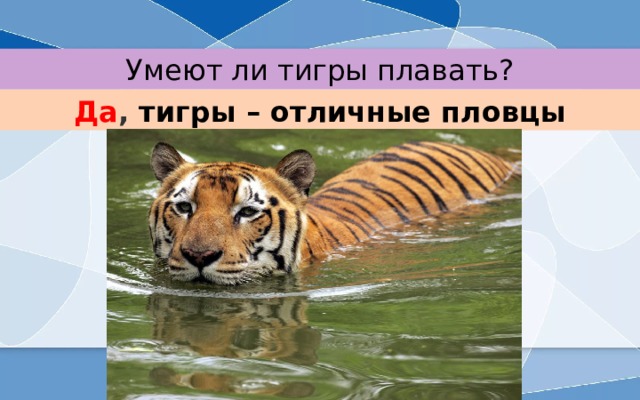 Умеют ли тигры плавать? Да , тигры – отличные пловцы 