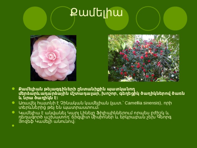   Ք ամելիա    Ք ամելիան թեյազգիների ընտանիքին պատկանող մերձարևադարձային մշտադալար, խոշոր, գեղեցիկ ծաղիկներով ծառն և նրա ծաղիկն է։ Առավել հայտնի է Չինական կամելիան (լատ.՝ Camellia sinensis), որի տերևներից թեյ են պատրաստում։ Կամելիա է անվանել Կարլ Լինեյը Ֆիլիպիններում որպես բժիշկ և դեղագործ աշխատող՝ ճիզվիտ միսիոներ և երկրաբան չեխ Գեորգ Յոզեֆ Կամելի անունով։ 