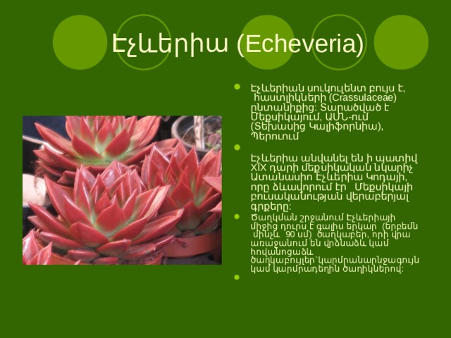    Էչևերիա (Echeveria)    Էչևերիան սուկուլենտ բույս է,  հաստլիկների (Crassulaceae) ընտանիքից: Տարածված է Մեքսիկայում, ԱՄՆ-ում (Տեխասից Կալիֆորնիա), Պերուում  Էչևերիա անվանել են ի պատիվ XIX դարի մեքսիկական նկարիչ Ատանասիո Էչևերիա Կոդայի, որը ձևավորում էր   Մեքսիկայի բուսականության վերաբերյալ գրքերը: Ծաղկման շրջանում Էչևերիայի միջից դուրս է գալիս երկար  (երբեմն  մինչև  90 սմ)  ծաղկաբեր, որի վրա առաջանում են վրձնաձև կամ հովանոցաձև ծաղկաբույլեր`կարմրանարնջագույն կամ կարմրադեղին ծաղիկներով: 