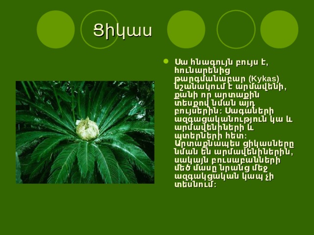  Ցիկաս Սա հնագույն բույս է, հունարենից թարգմանաբար (Kykas) նշանակում է արմավենի, քանի որ արտաքին տեսքով նման այդ բույսերին: Սագաների ազգացականություն կա և արմավենիների և պտերների հետ: Արտաքնապես ցիկասները նման են արմավենիներին, սակայն բուսաբանների մեծ մասը նրանց մեջ ազգակցական կապ չի տեսնում: 