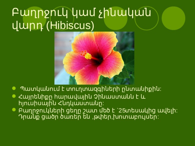    Բաղրջուկ կամ չինական վարդ (Hibiscus)     Պատկանում է տուղտազգիների ընտանիքին: Հայրենիքը հարավային Չինաստանն է և հյուսիսային Հնդկաստանը: Բաղրջուկների ցեղը շատ մեծ է `25տեսակից ավելի:  Դրանք ցածր ծառեր են ,թփեր,խոտաբույսեր:   