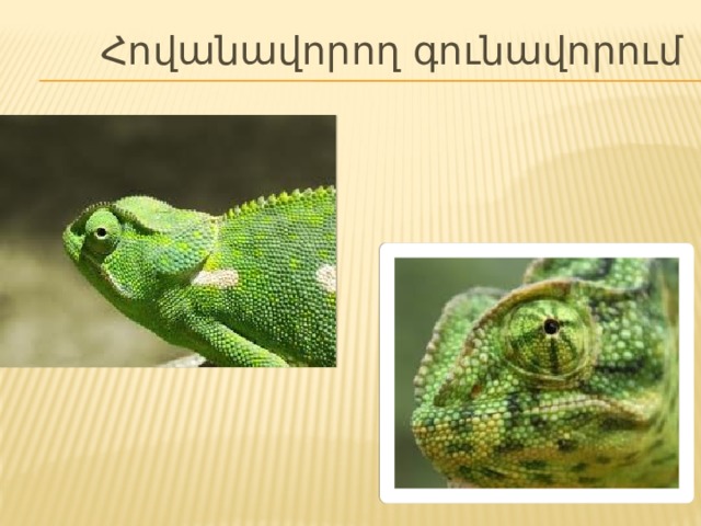Հովանավորող գունավորում 