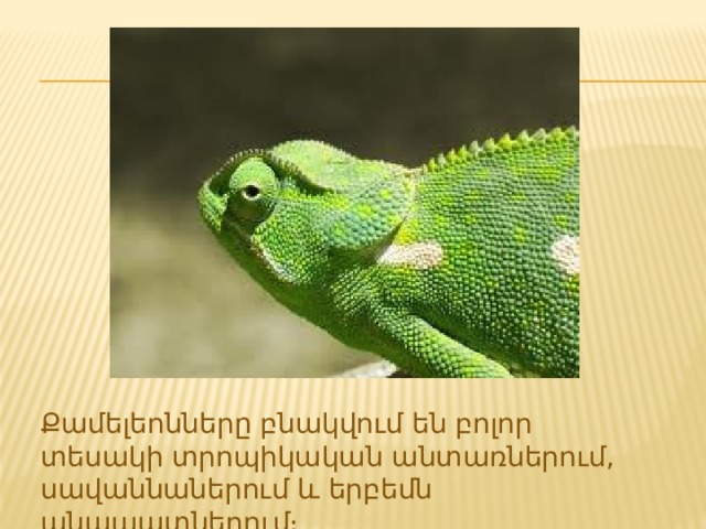 Քամելեոնները բնակվում են բոլոր տեսակի տրոպիկական անտառներում, սավաննաներում և երբեմն անապատներում։ 