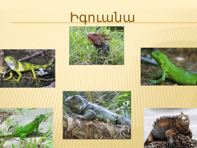 Իգուանա 