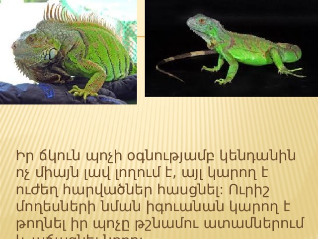 Իր ճկուն պոչի օգնությամբ կենդանին ոչ միայն լավ լողում է, այլ կարող է ուժեղ հարվածներ հասցնել: Ուրիշ մողեսների նման իգուանան կարող է թողնել իր պոչը թշնամու ատամներում և աճացնել նորը: 