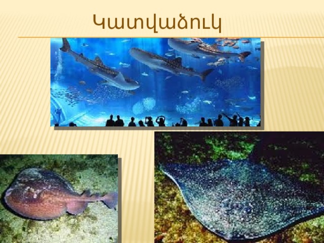 Կատվաձուկ 