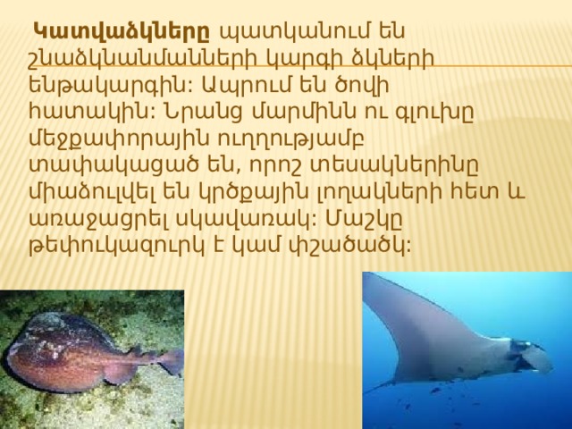  Կատվաձկները  պատկանում են շնաձկնանմանների կարգի ձկների ենթակարգին: Ապրում են ծովի հատակին: Նրանց մարմինն ու գլուխը մեջքափորային ուղղությամբ տափակացած են, որոշ տեսակներինը միաձուլվել են կրծքային լողակների հետ և առաջացրել սկավառակ: Մաշկը թեփուկազուրկ է կամ փշածածկ: 