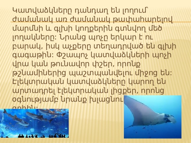 Կատվաձկները դանդաղ են լողում՝ ժամանակ առ ժամանակ թափահարելով մարմնի և գլխի կողքերին գտնվող մեծ լողակները: Նրանց պոչը երկար է ու բարակ, իսկ աչքերը տեղադրված են գլխի գագաթին: Փշապոչ կատվաձկների պոչի վրա կան թունավոր փշեր, որոնք թշնամիներից պաշտպանվելու միջոց են: Էլեկտրական կատվաձկները կարող են արտադրել էլեկտրական լիցքեր, որոնց օգնությամբ նրանք խլացնում են իրենց զոհին: 