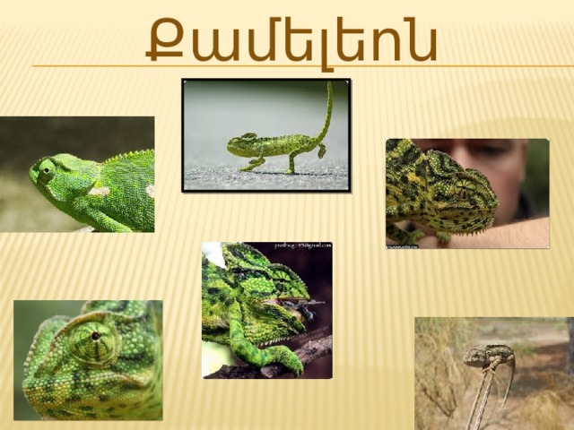 Քամելեոն 