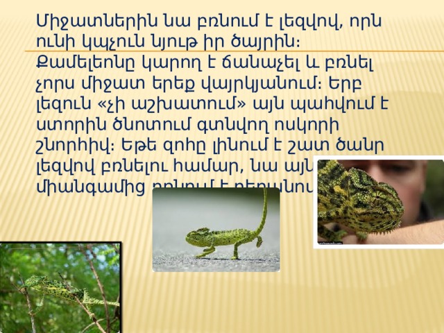 Միջատներին նա բռնում է լեզվով, որն ունի կպչուն նյութ իր ծայրին։ Քամելեոնը կարող է ճանաչել և բռնել չորս միջատ երեք վայրկյանում։ Երբ լեզուն «չի աշխատում» այն պահվում է ստորին ծնոտում գտնվող ոսկորի շնորհիվ։ Եթե զոհը լինում է շատ ծանր լեզվով բռնելու համար, նա այն միանգամից բռնում է բերանով։ 