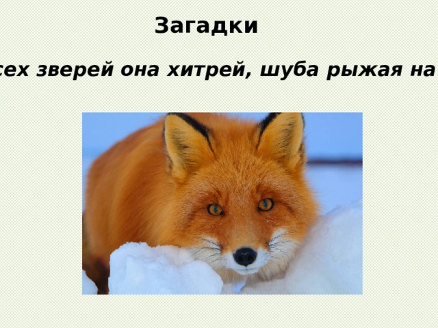 Загадки Всех зверей она хитрей, шуба рыжая на ней 
