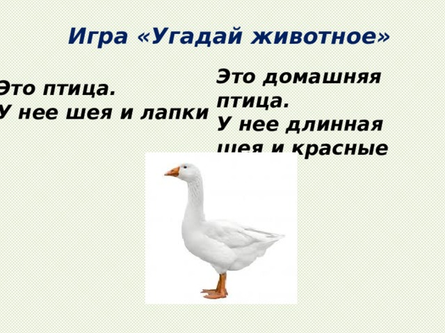 Игра «Угадай животное» Это домашняя птица. У нее длинная шея и красные лапки Это птица. У нее шея и лапки 