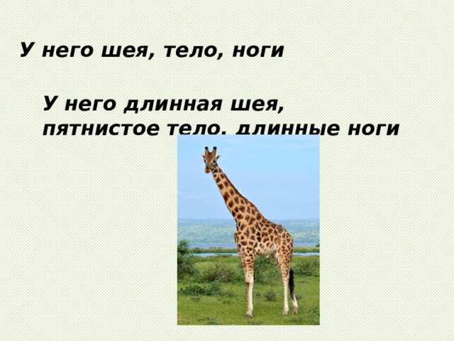 У него шея, тело, ноги У него длинная шея, пятнистое тело, длинные ноги 