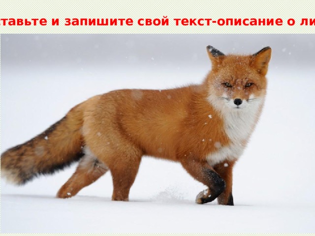 Составьте и запишите свой текст-описание о лисе . 