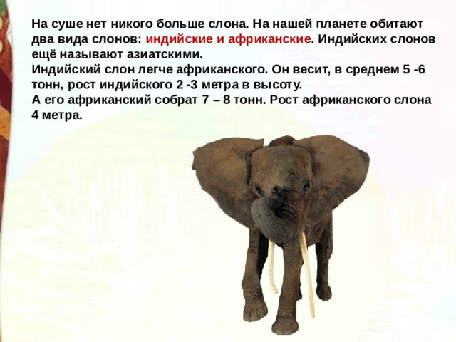 На суше нет никого больше слона. На нашей планете обитают два вида слонов: индийские и африканские . Индийских слонов ещё называют азиатскими. Индийский слон легче африканского. Он весит, в среднем 5 -6 тонн, рост индийского 2 -3 метра в высоту. А его африканский собрат 7 – 8 тонн. Рост африканского слона 4 метра. 