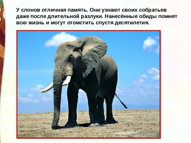 У слонов отличная память. Они узнают своих собратьев даже после длительной разлуки. Нанесённые обиды помнят всю жизнь и могут отомстить спустя десятилетия. 