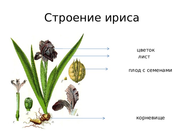 Строение цветка ириса схема