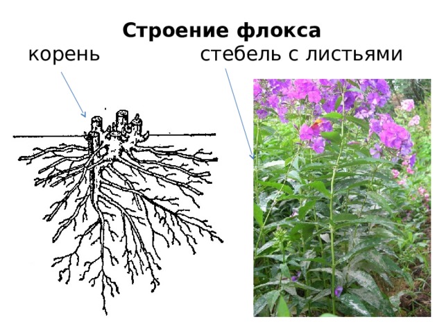 Флоксы корневища. Флоксы корневая система. Флоксы многолетние корневища. Флоксы многолетние стебли. Строение цветка флокса.